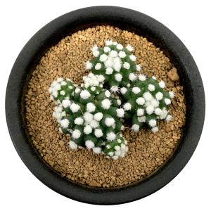 (多肉植物)サボテン マミラリア オルーガ 3...の詳細画像2