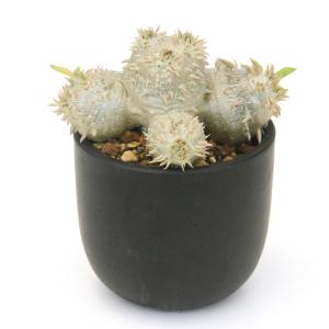 (多肉植物)一点物 パキポディウム デンシカウレ...の商品画像