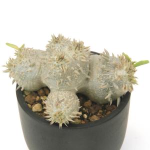 (多肉植物)一点物 パキポディウム デンシカウ...の詳細画像1