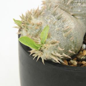 (多肉植物)一点物 パキポディウム デンシカウ...の詳細画像2