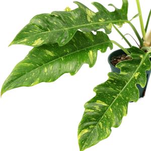 (観葉植物)フィロデンドロン リングオブファイ...の詳細画像1