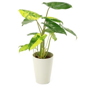 （観葉植物）フィロデンドロン　バールマルクス　バリエガータ　３．５〜４号（１鉢）おしゃれ　観賞　熱帯植物　室内　インテリア　グリーン