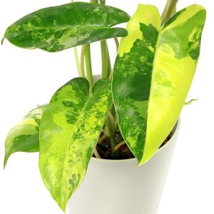 (観葉植物)フィロデンドロン バールマルクス ...の詳細画像1