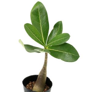 （多肉植物）アデニウム　アラビカム　ブラックジャイアント　２．５号（１鉢）秋〜春落葉