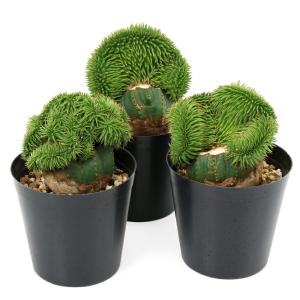 （多肉植物）ユーフォルビア　スザンナエ　綴化　３号（１株）