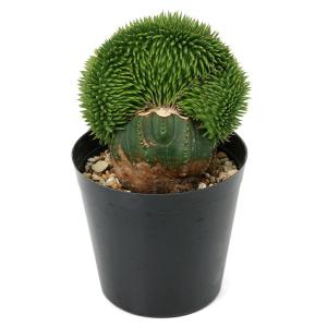(多肉植物)ユーフォルビア スザンナエ 綴化 ...の詳細画像1