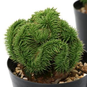 (多肉植物)ユーフォルビア スザンナエ 綴化 ...の詳細画像2