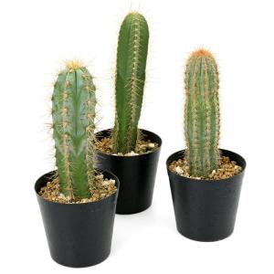 （多肉植物）品種おまかせ　柱サボテン　３号（１ポット）