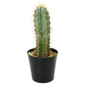 (多肉植物)品種おまかせ 柱サボテン 3号(1...の詳細画像1