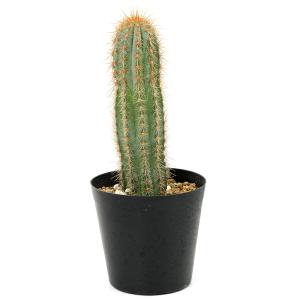 (多肉植物)品種おまかせ 柱サボテン 3号(1...の詳細画像2
