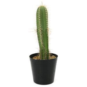 (多肉植物)品種おまかせ 柱サボテン 3号(1...の詳細画像3