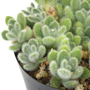 （多肉植物）セダム　カシミアヒントニー　２．５〜３号　１株（１ポット）