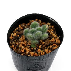 (多肉植物)セダム カシミアヒントニー 2.5...の詳細画像1