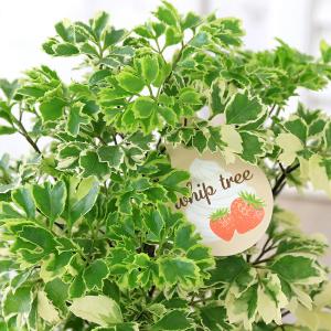 （観葉植物）ポリシャス　ホイップツリー　４号（１鉢）