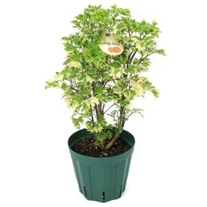 (観葉植物)ポリシャス ホイップツリー 4号(1鉢)の詳細画像1