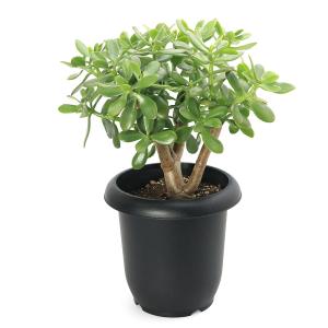 （多肉植物）クラッスラ　花月（金のなる木）　８号（１鉢）