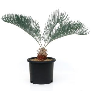 (観葉植物)一点物 サイカス カイルンシアナ 7...の商品画像