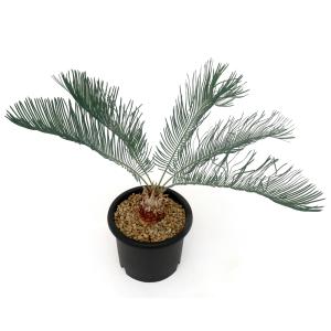 (観葉植物)一点物 サイカス カイルンシアナ ...の詳細画像1
