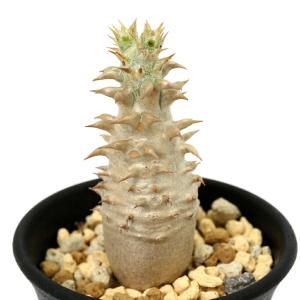 （多肉植物）パキポディウム　ビカラー　実生　２．５号（１鉢）秋〜春落葉