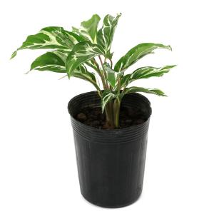 (観葉植物)カラテア ホワイトフュージョン 3...の詳細画像1