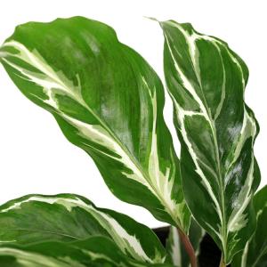 (観葉植物)カラテア ホワイトフュージョン 3...の詳細画像2