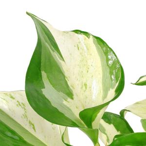 (観葉植物)ポトス ステータス 5号 吊り鉢の詳細画像1
