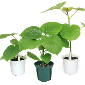 (観葉植物)フィカス ウンベラータ 4号(1鉢)の詳細画像1