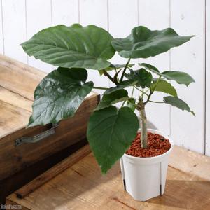(観葉植物)フィカス ウンベラータ 4号(1鉢)の詳細画像2