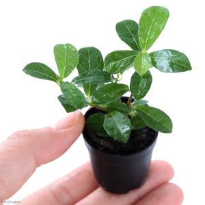 (観葉植物)ビバリウムプランツ コケモモイタビ...の詳細画像1