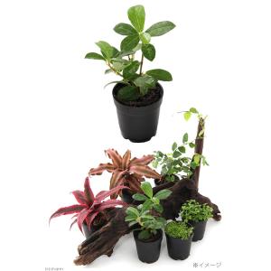 (観葉植物)ビバリウムプランツ コケモモイタビ...の詳細画像2