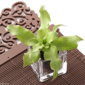 （観葉植物）ビバリウムプランツ　クリプタンサス　グリーン　３ｃｍポット（１ポット）