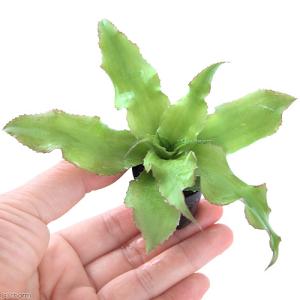 (観葉植物)ビバリウムプランツ クリプタンサス...の詳細画像1