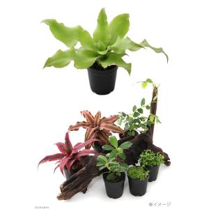 (観葉植物)ビバリウムプランツ クリプタンサス...の詳細画像2