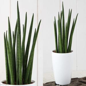 (観葉植物)インテリア サンスベリア バキュラ...の詳細画像1