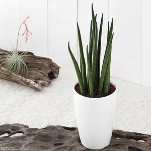 (観葉植物)インテリア サンスベリア バキュラ...の詳細画像2