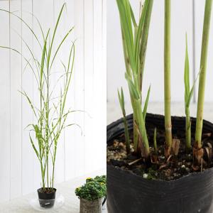 (山野草)ススキ(薄)タカノハススキ(鷹の羽薄...の詳細画像1