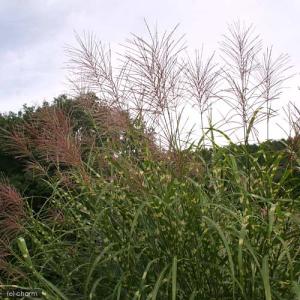 (山野草)ススキ(薄)タカノハススキ(鷹の羽薄...の詳細画像2