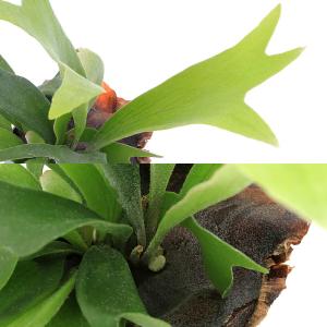 (観葉植物)コウモリラン ビカクシダ アルシコ...の詳細画像1