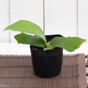 (観葉植物)コウモリラン ビカクシダ アルシコ...の詳細画像2