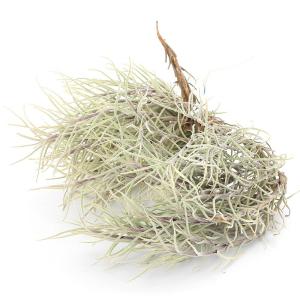 （観葉植物）エアープランツ　チランジア　カピラリス（１株）