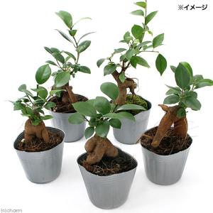 (観葉植物)小さい インテリア ガジュマル 2...の詳細画像1