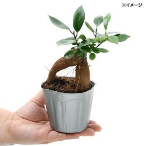 (観葉植物)小さい インテリア ガジュマル 2...の詳細画像2