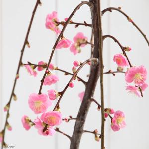 （盆栽）梅　しだれ梅（花色おまかせ）　４号（１ポット）