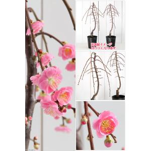 (盆栽)梅 しだれ梅(花色おまかせ) 4号(1...の詳細画像1