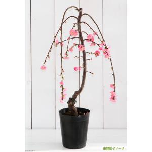 (盆栽)梅 しだれ梅(花色おまかせ) 4号(1...の詳細画像2