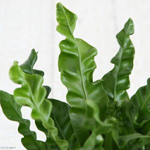 (観葉植物)シダ アスプレニウム プリカーツム...の詳細画像1