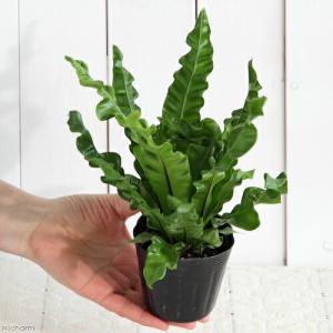 (観葉植物)シダ アスプレニウム プリカーツム...の詳細画像2