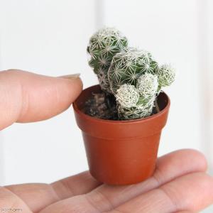 (多肉植物)おまかせプチサボテン 3cm硬質ポ...の詳細画像1
