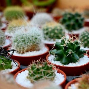 (多肉植物)おまかせプチサボテン 3cm硬質ポ...の詳細画像2