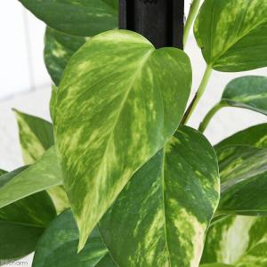 (観葉植物)ポトス ヘゴ仕立て 4号(1鉢)の詳細画像1